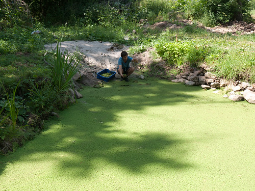 Azolla Cultivation at Kultivator