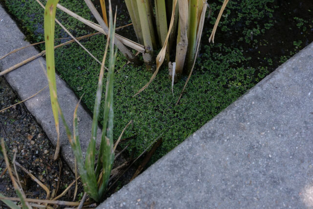 Azolla and Rice at Azolla at Jardin Des Plantes in Paris