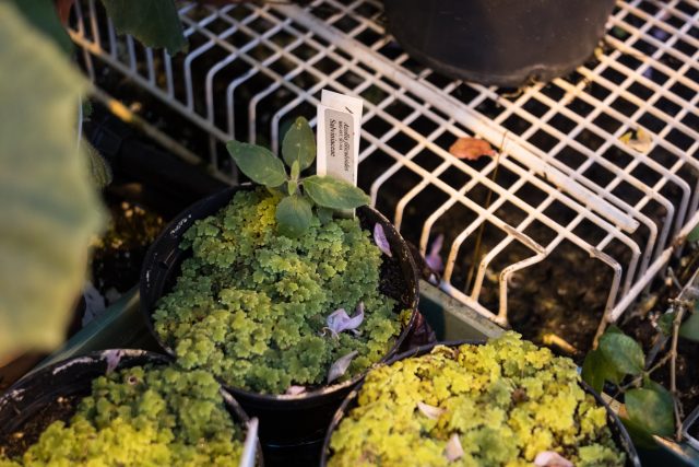 Azolla Cultivation at Stockholm University 2017. Photo: Erik Sjödin.