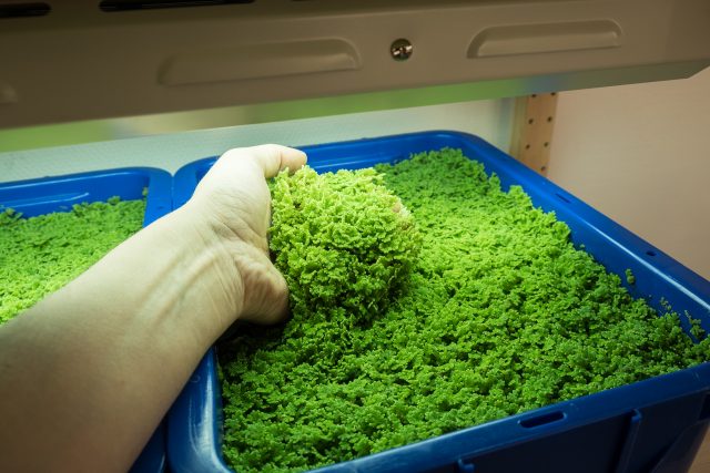 Azolla in cultivation at Slakthusateljéerna 2018