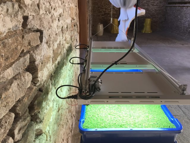 [Azolla Cultivations at Hauser & Wirth Somerset. Photo: Hauser & Wirth Somerset]